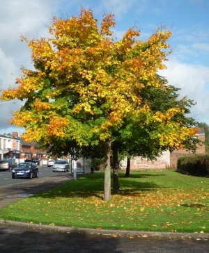 signs of autumn