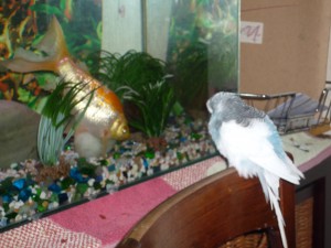 Ben the Budgie with the late Golden Mermaid fish