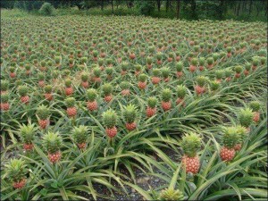 A field of pineapples