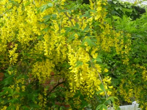 Laburnum 