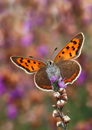 Small Copper Butterfly