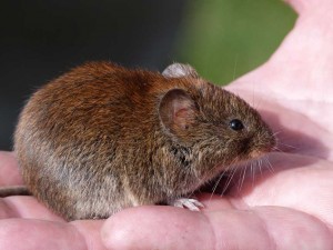 Pigmey Vole