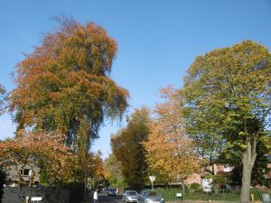 The season of mellow fruitfulness on Fortwilliam Park in Belfast