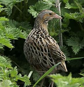 corncrake enjoying the nettles!