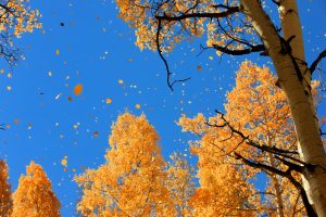 Nature___Seasons___Autumn_Autumn_leaves_against_blue_sky_097641_