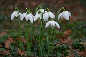 Snowdrops at Brodsworth Hall