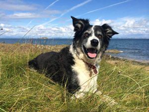 North Berwick dog with the Bass Rock in the background 